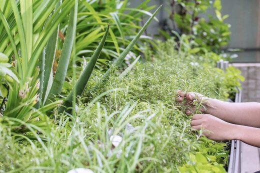 Image of the RISE herb garden at Marina Bay Sands where fresh herbs and vegetables are grown.