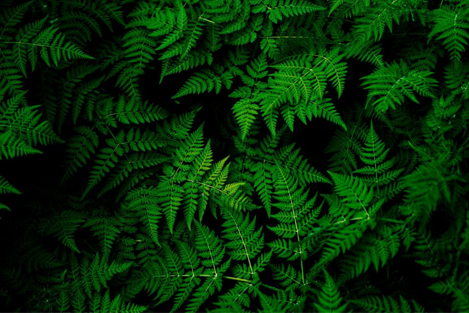 Greenery