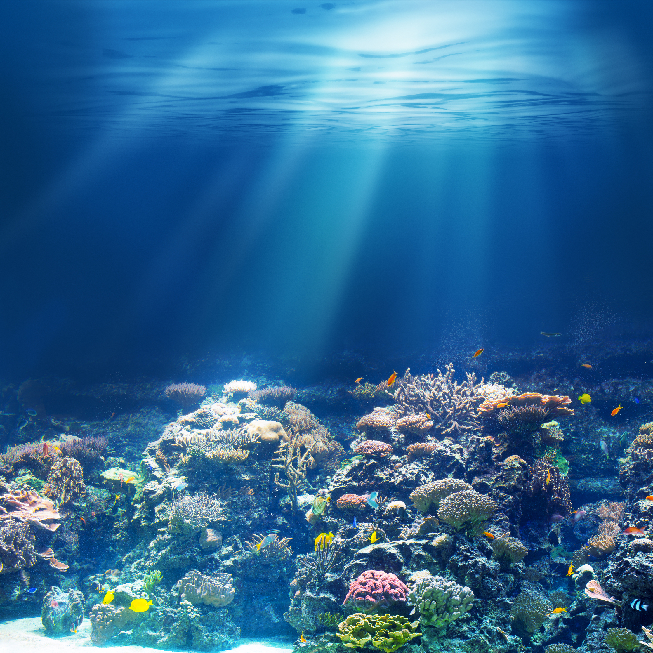 Our efforts to protect the oceans and waterways in our regions and the biodiverse ecosystems they hold center on sustainable sourcing and working with our communities to raise awareness about conservation efforts.